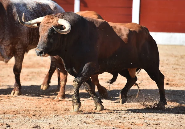 Bulle Spanien Mit Großen Hörnern — Stockfoto