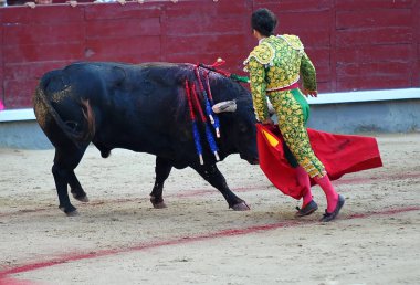 kırsal kesimde İspanya boğa