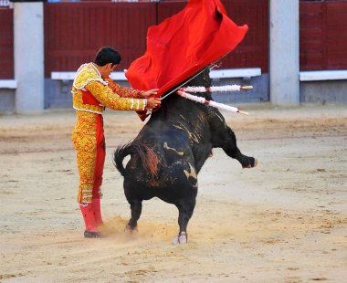 kırsal kesimde İspanya boğa