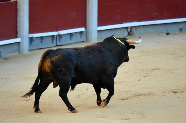 Bull Spain Spectacle — Stock Photo, Image