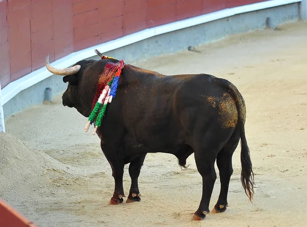 Toro España Espectáculo —  Fotos de Stock