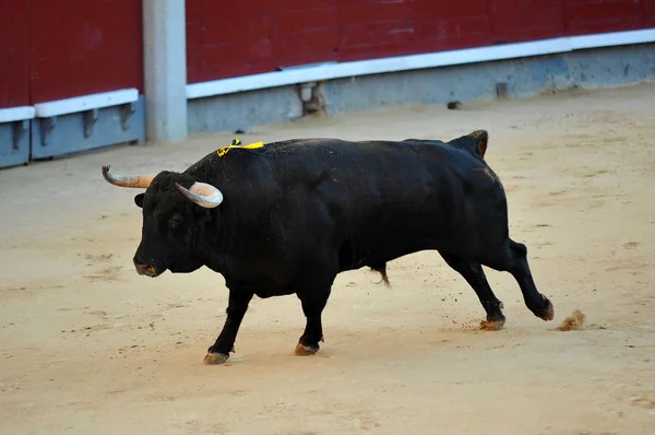 Bika Spanyolország Látvány — Stock Fotó