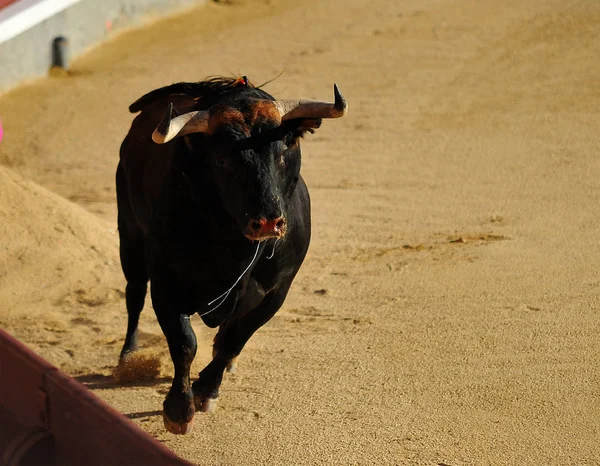 Touro Espanha Espetáculo — Fotografia de Stock