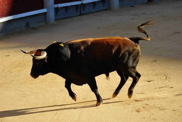 Touro Espanha Espetáculo — Fotografia de Stock