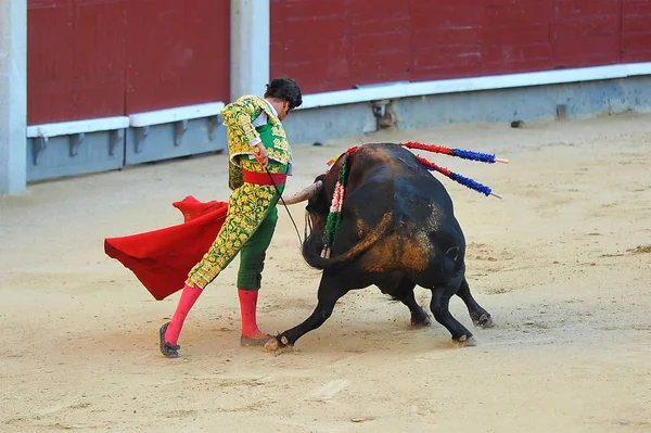 Bull Španělsku Podívané — Stock fotografie
