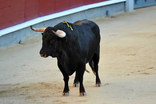 Bull Španělsku Podívané — Stock fotografie