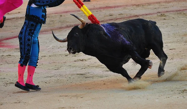公牛在西班牙在奇观 — 图库照片