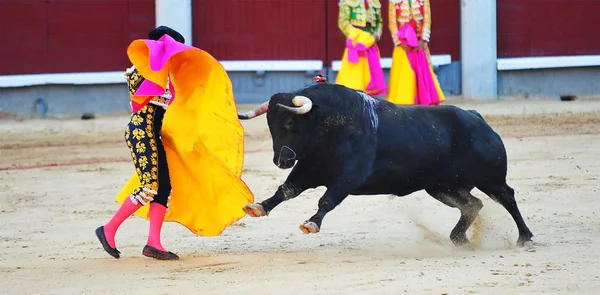 Bull Španělsku Krajině — Stock fotografie