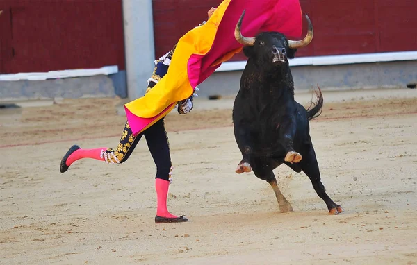 Tjuren Spanien Landsbygden — Stockfoto