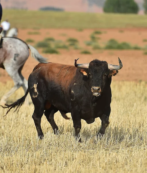 Bull Španělsku Krajině — Stock fotografie