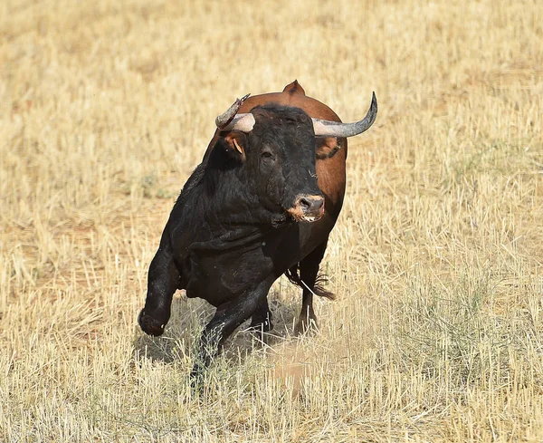 Bulle Spanien Auf Dem Land — Stockfoto