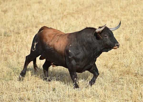 Bull Španělsku Krajině — Stock fotografie