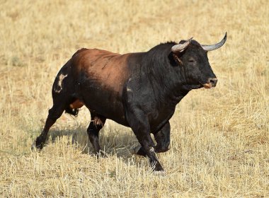 kırsal kesimde İspanya boğa