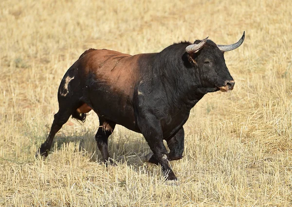 Toro Spagna Campagna — Foto Stock