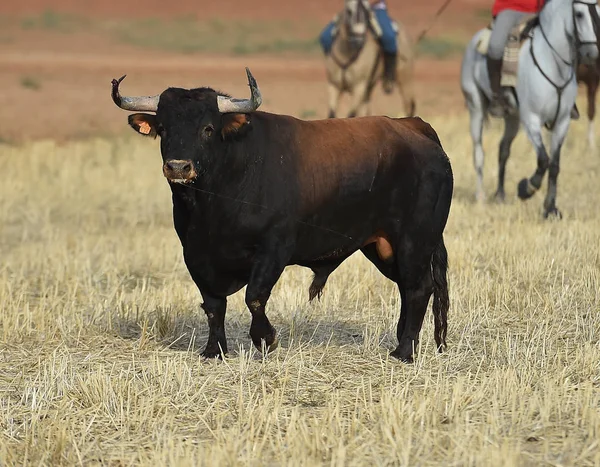 牛市在西班牙在农村 — 图库照片