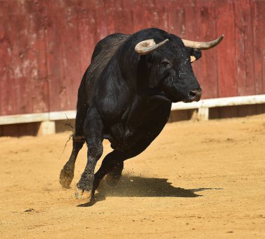 bullring İspanyol boğa