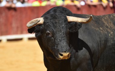 İspanya'ile büyük boynuzları boğa