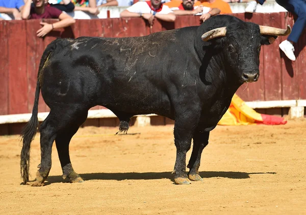 闘牛場ではスペイン牛 — ストック写真