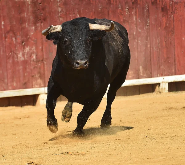 Spanish Bull Bullring — Stock Photo, Image