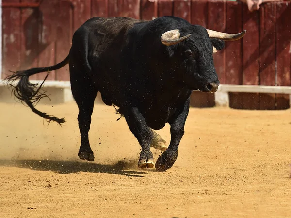 Touro Espanha Com Chifres Grandes — Fotografia de Stock