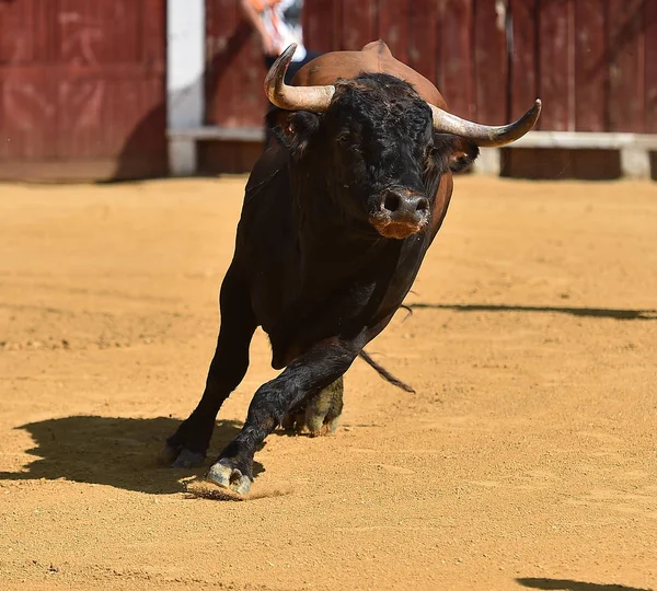 Tjuren Spanien Med Stora Horn — Stockfoto