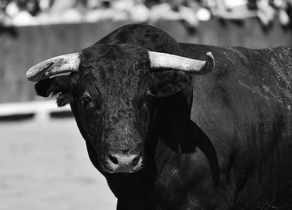 Touro Espanha Com Chifres Grandes — Fotografia de Stock