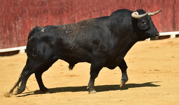 Stier Spanje Met Grote Hoorns — Stockfoto