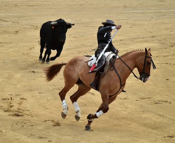 Touro Espanha Com Chifres Grandes — Fotografia de Stock