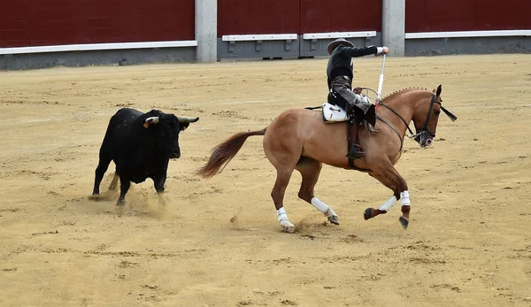 Taureau Espagne Avec Grandes Cornes — Photo