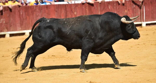 Touro Preto Espanha — Fotografia de Stock