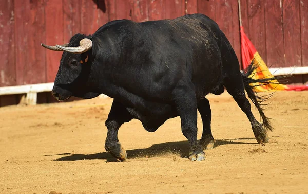 Black Bull Spain — Stock Photo, Image