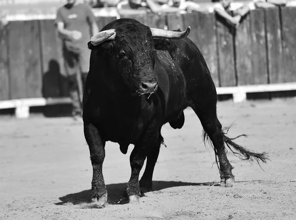 Schwarzer Bulle Spanien — Stockfoto