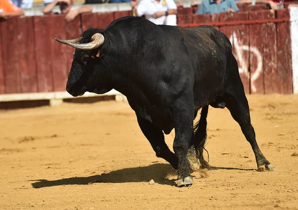 Bullfight Spain Bullring — Stock Photo, Image