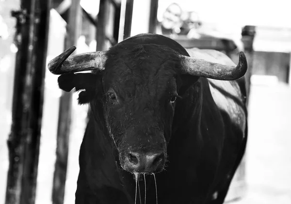 Bullring Spanya Boğa Güreşi — Stok fotoğraf