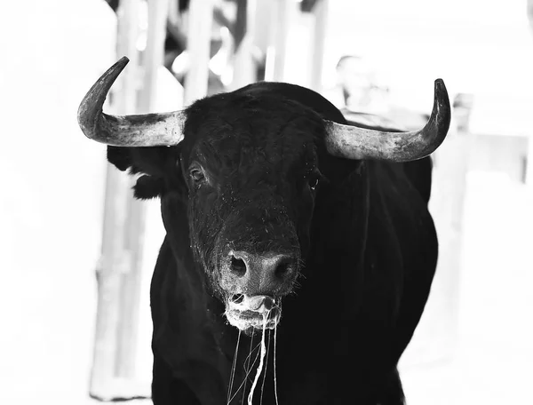 Corrida Espagne Arène — Photo