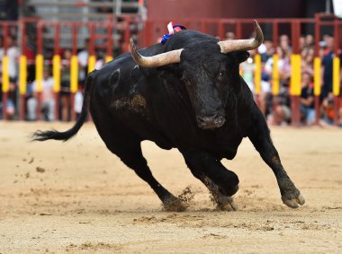 İspanyol bullring çalıştıran İspanya boğa