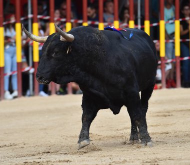 İspanya'ile büyük boynuzları boğa