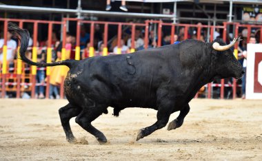İspanya'ile büyük boynuzları boğa