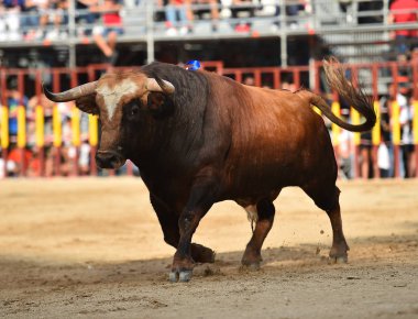 İspanya'ile büyük boynuzları boğa