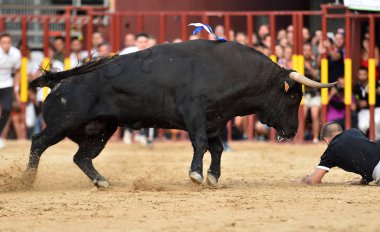 İspanyol bullring çalışan boğa