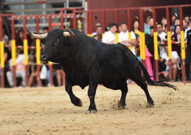 İspanyol bullring çalışan boğa