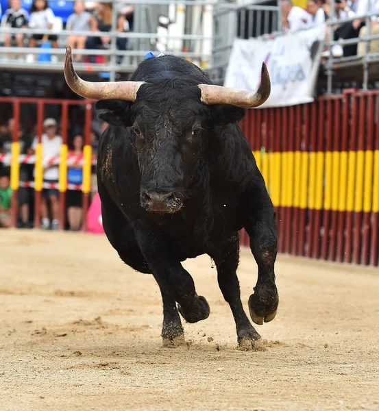 bull in spain running in spanish bullring