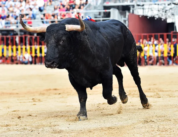 bull in spain running in spanish bullring