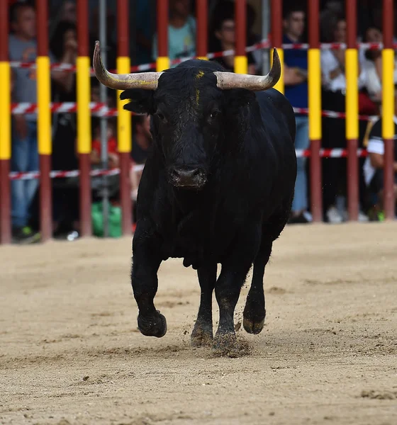 Toro Spagna Esecuzione Bullring Spagnolo — Foto Stock