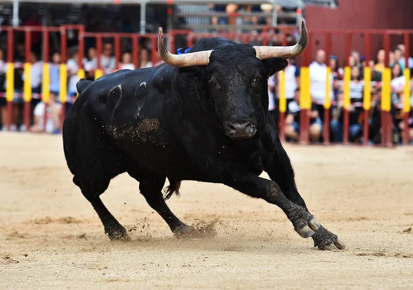 Touro Espanha Com Chifres Grandes — Fotografia de Stock