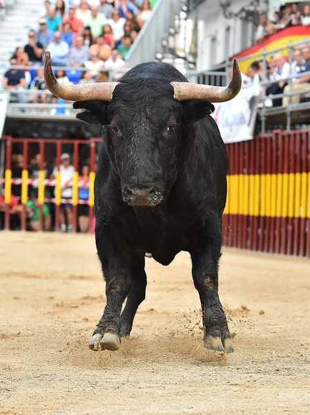 Touro Espanha Com Chifres Grandes — Fotografia de Stock