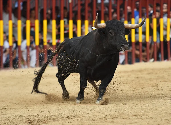 Touro Espanha Com Chifres Grandes — Fotografia de Stock