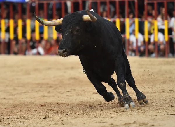 Touro Espanha Com Chifres Grandes — Fotografia de Stock