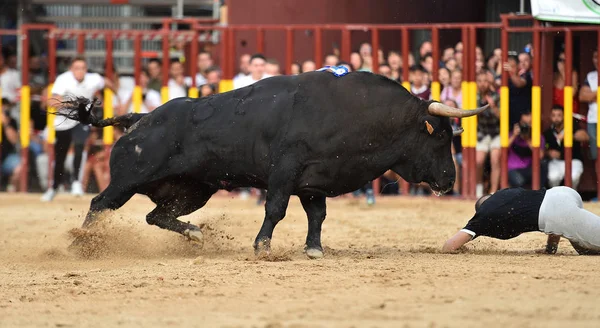 Taureau Courant Arène Espagnole — Photo