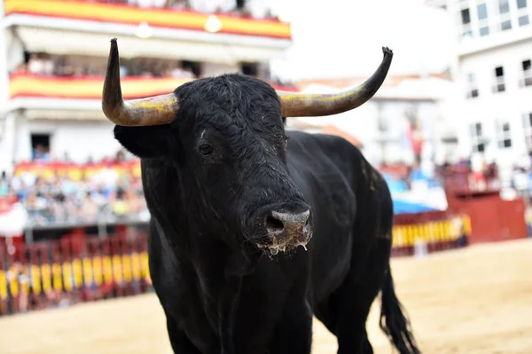 Stier Läuft Spanischer Stierkampfarena — Stockfoto